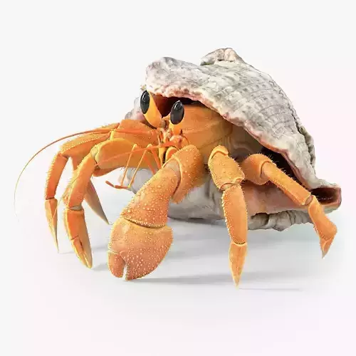 Hermit Crab Rigged 