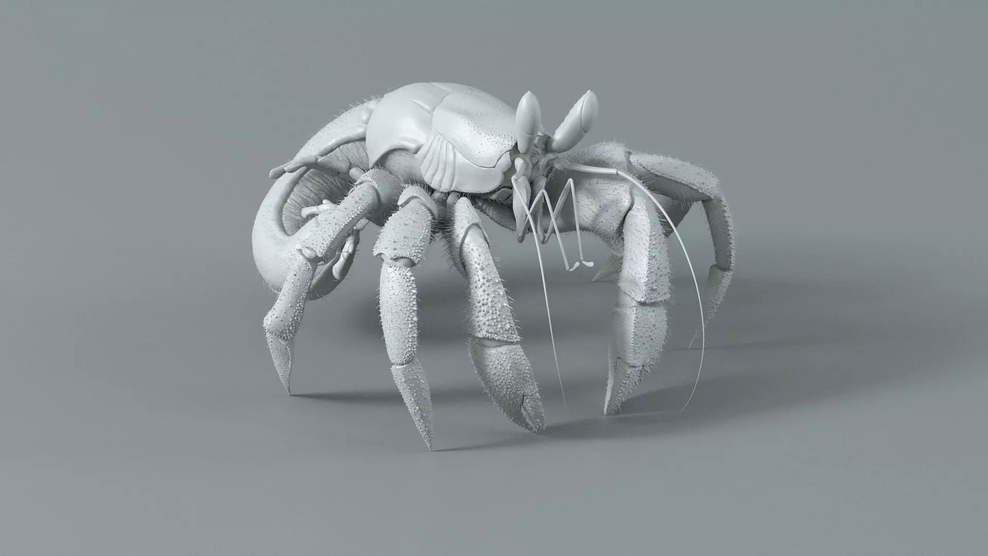 Hermit Crab Rigged 3D model_31