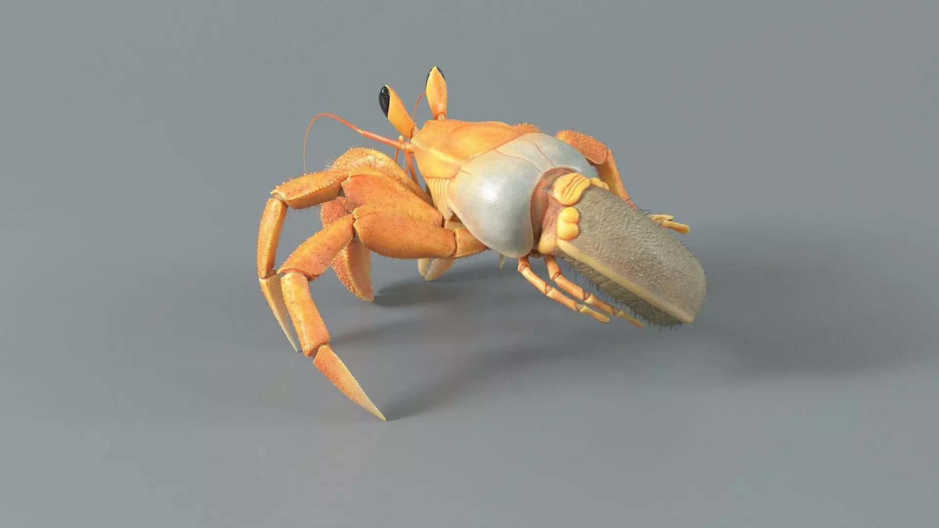 Hermit Crab Rigged 3D model_17