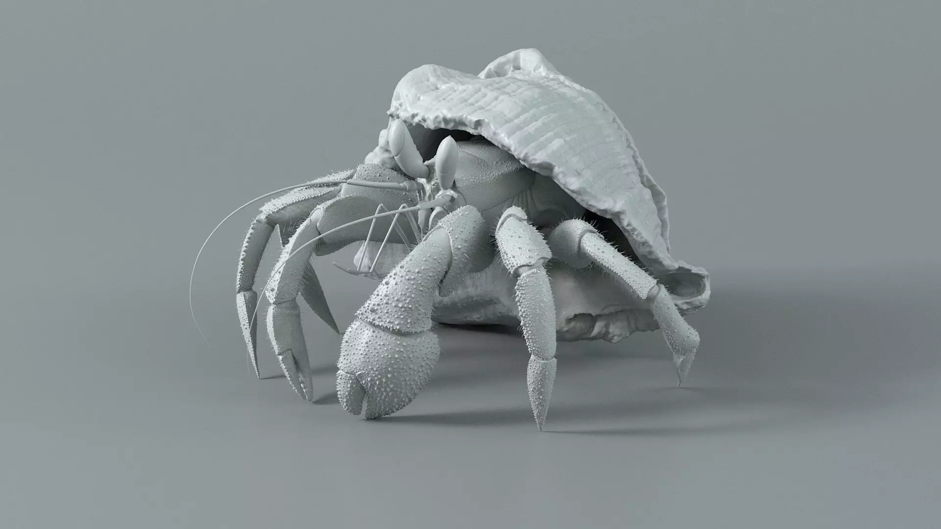 Hermit Crab Rigged 3D model_23