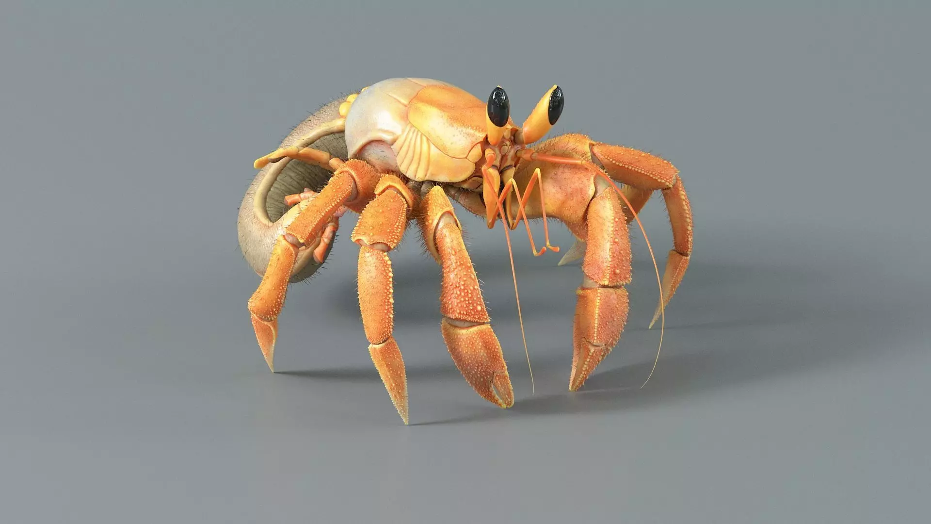 Hermit Crab Rigged 3D model_14