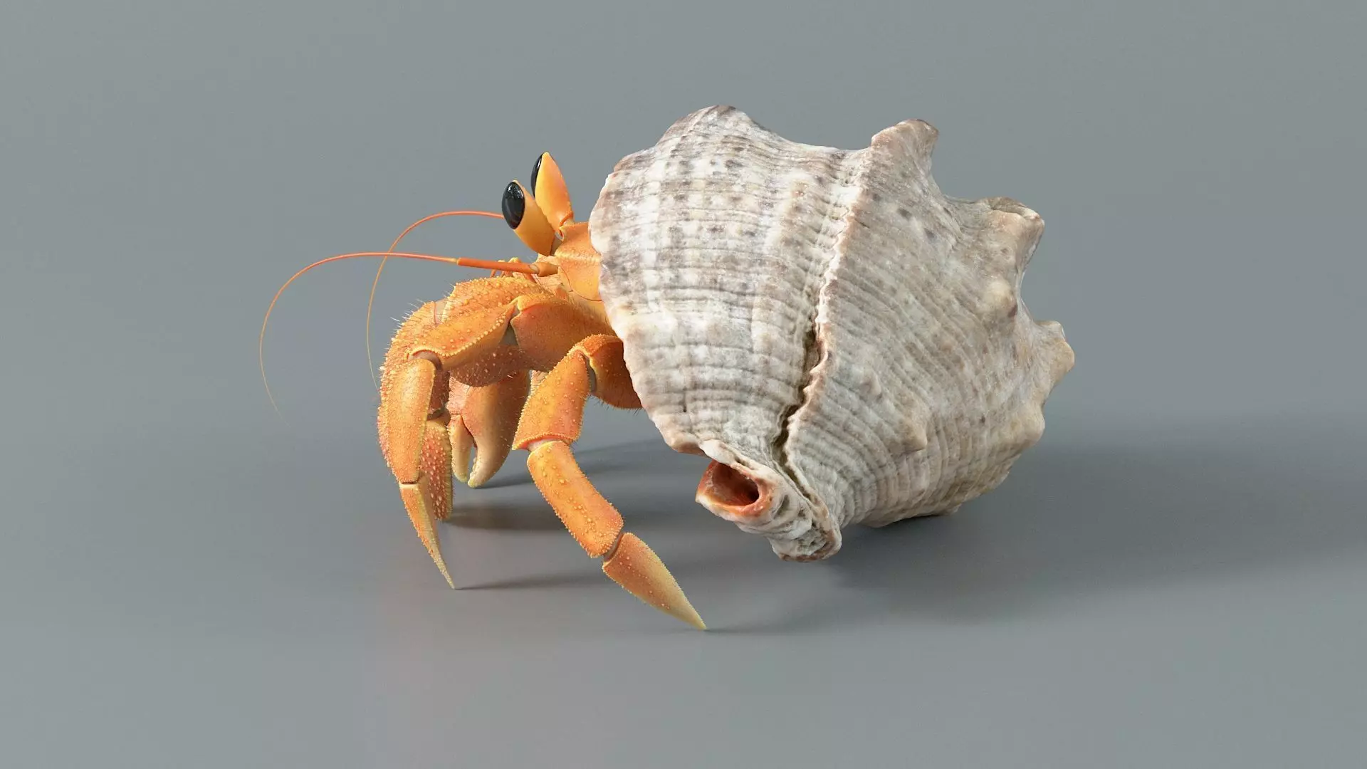 Hermit Crab Rigged 3D model_11