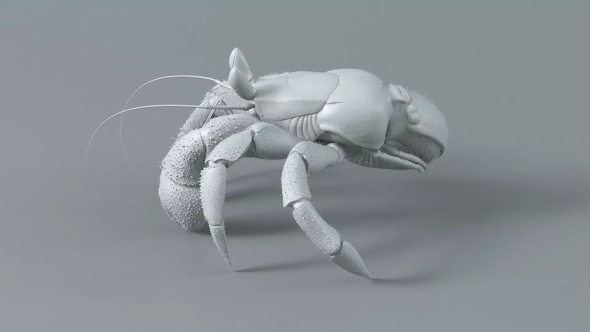 Hermit Crab Rigged 3D model_30