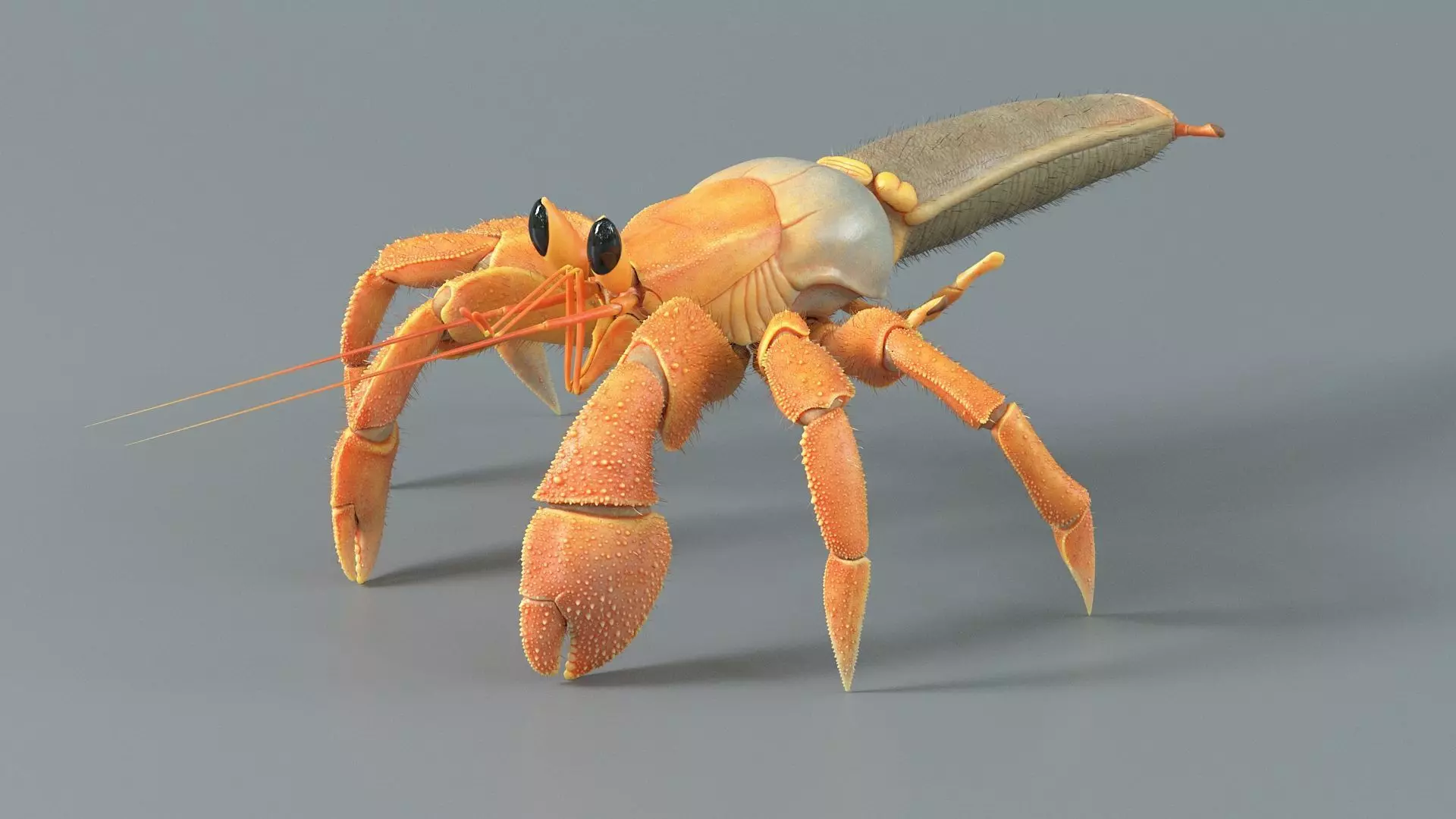 Hermit Crab Rigged 3D model_21
