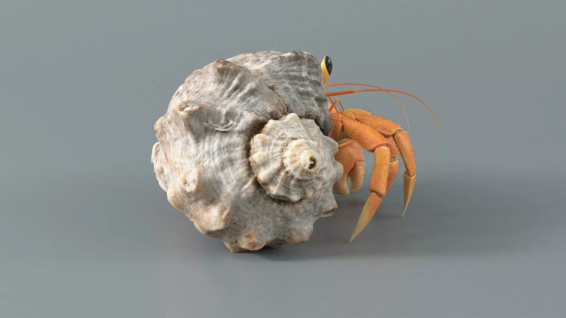Hermit Crab Rigged 3D model_9