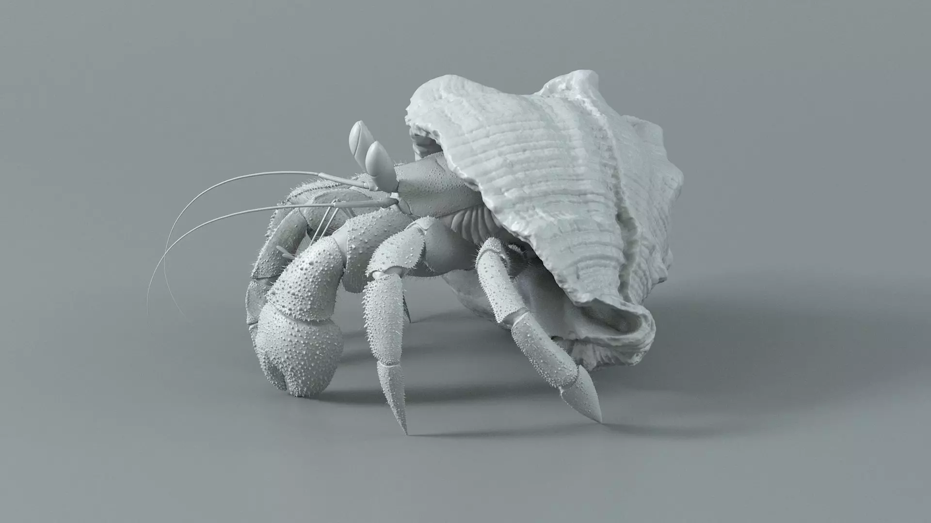 Hermit Crab Rigged 3D model_29