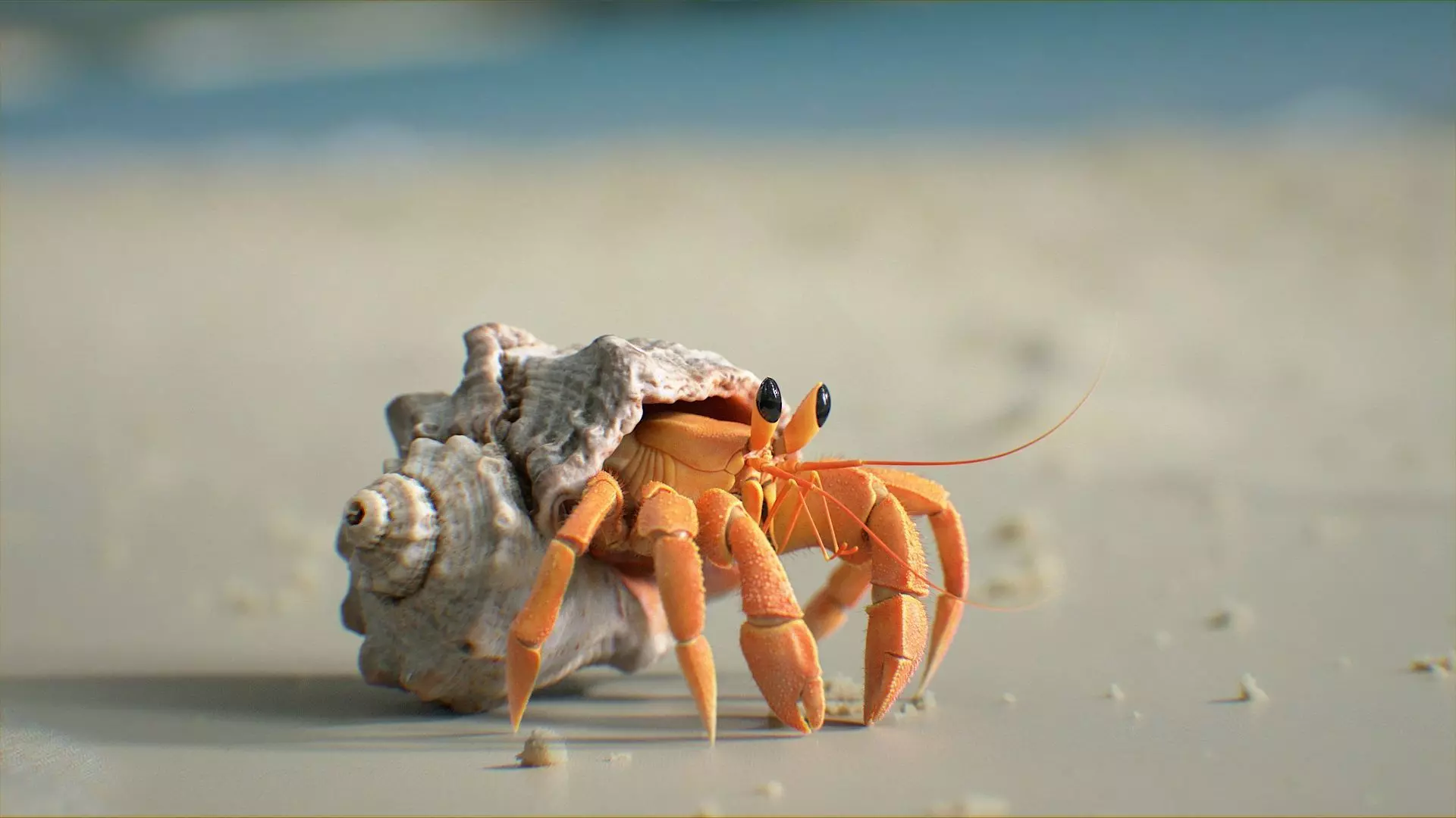 Hermit Crab Rigged 3D model_5