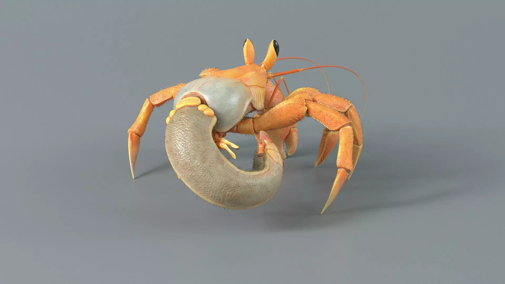 Hermit Crab Rigged 3D model_16