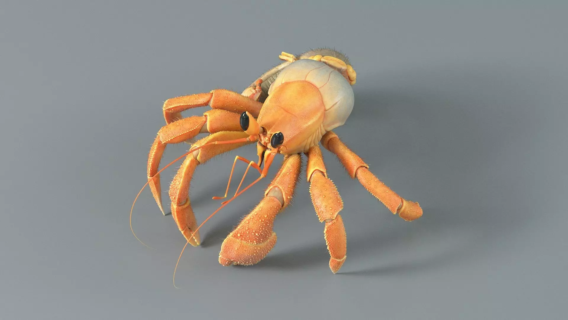 Hermit Crab Rigged 3D model_18