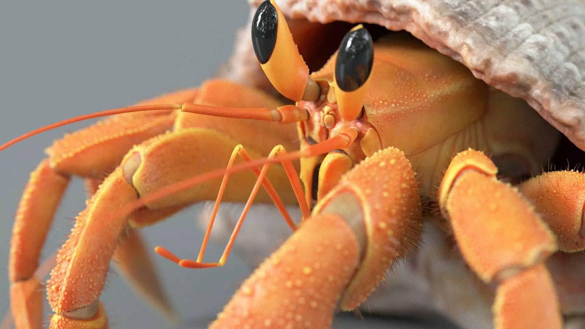 Hermit Crab Rigged 3D model_19