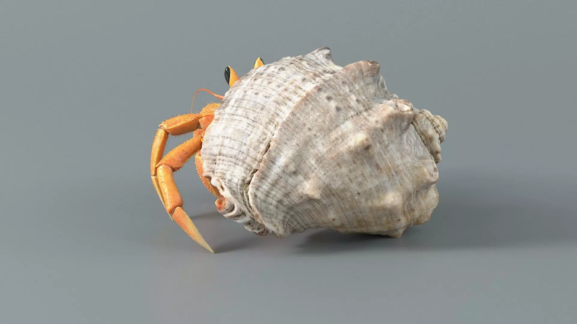 Hermit Crab Rigged 3D model_10