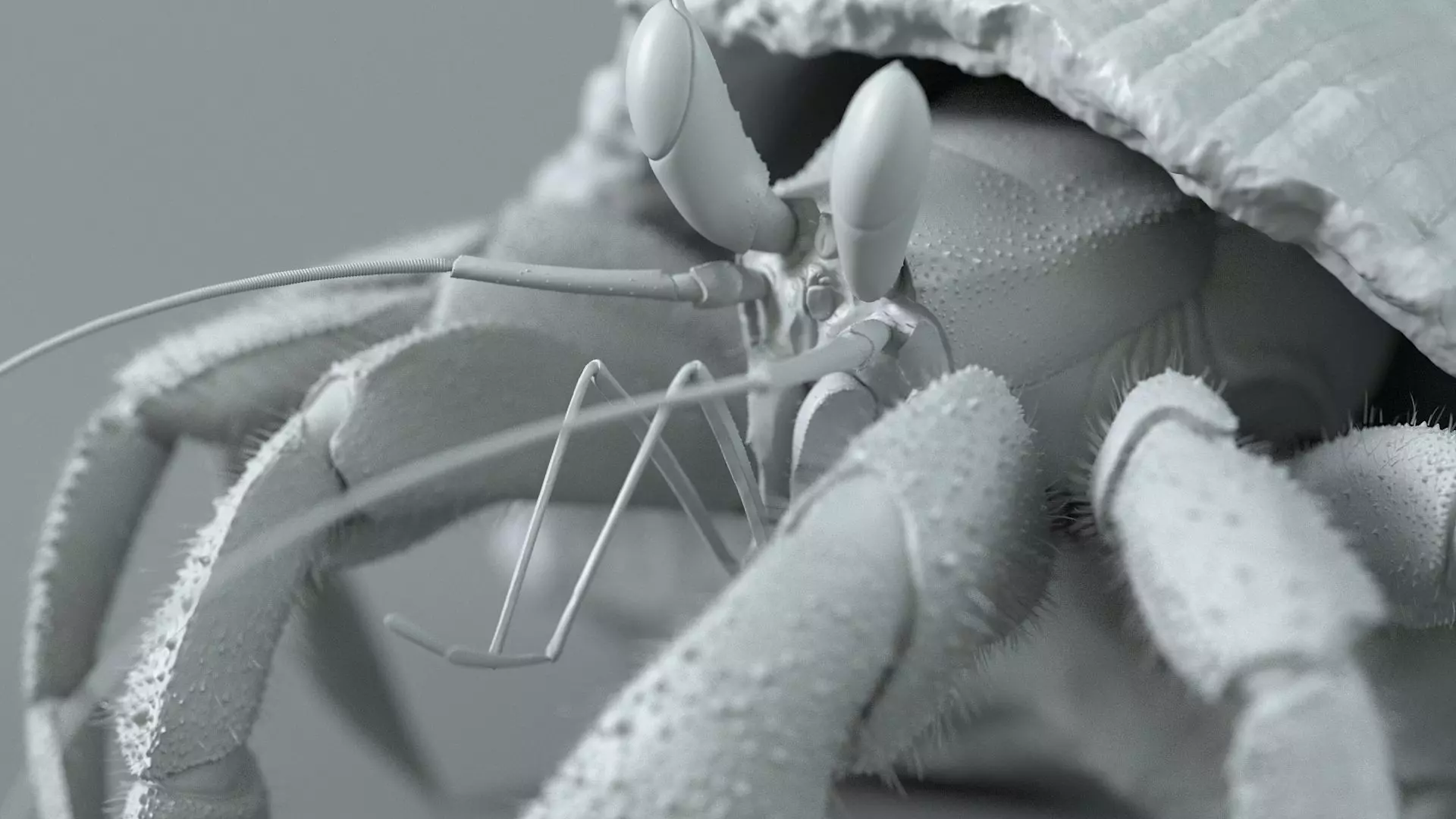 Hermit Crab Rigged 3D model_36