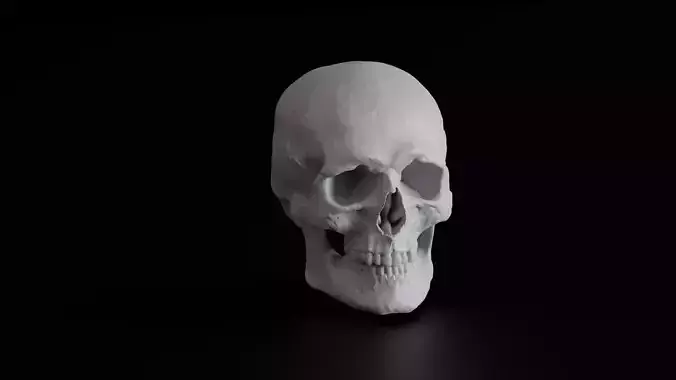 Human Skull