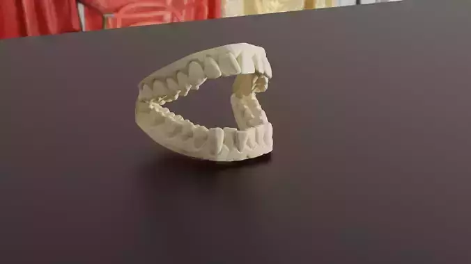 Human Teeth and Jaw Model