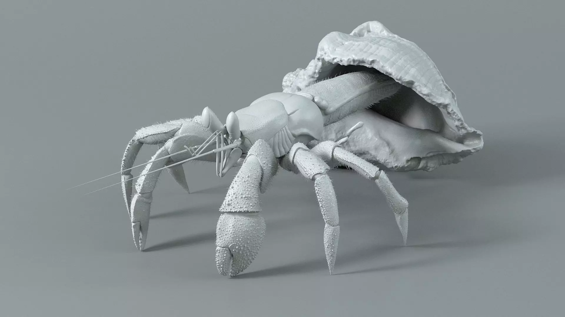 Hermit Crab Static  3D model_9