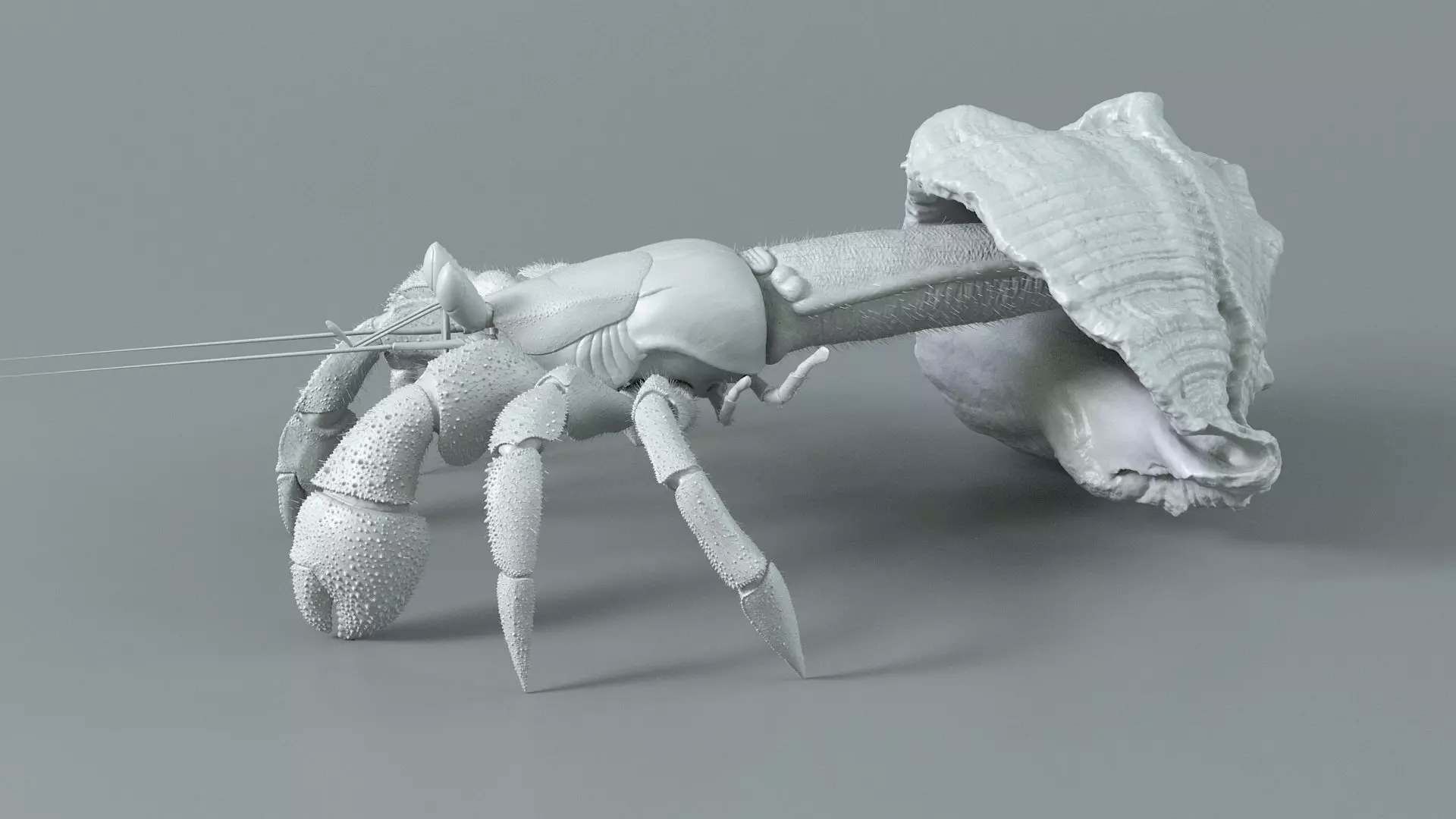 Hermit Crab Static  3D model_14
