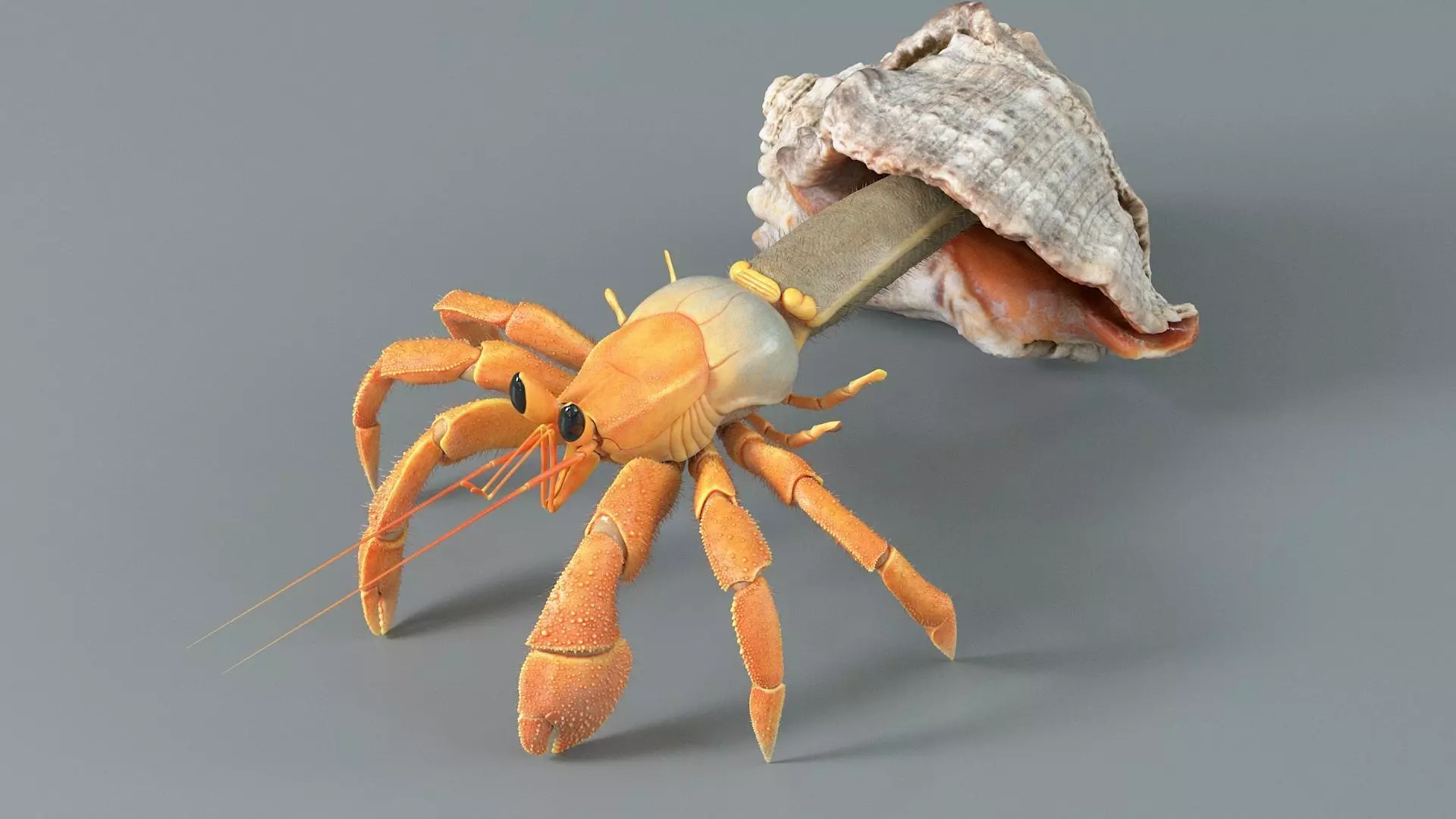 Hermit Crab Static  3D model_7