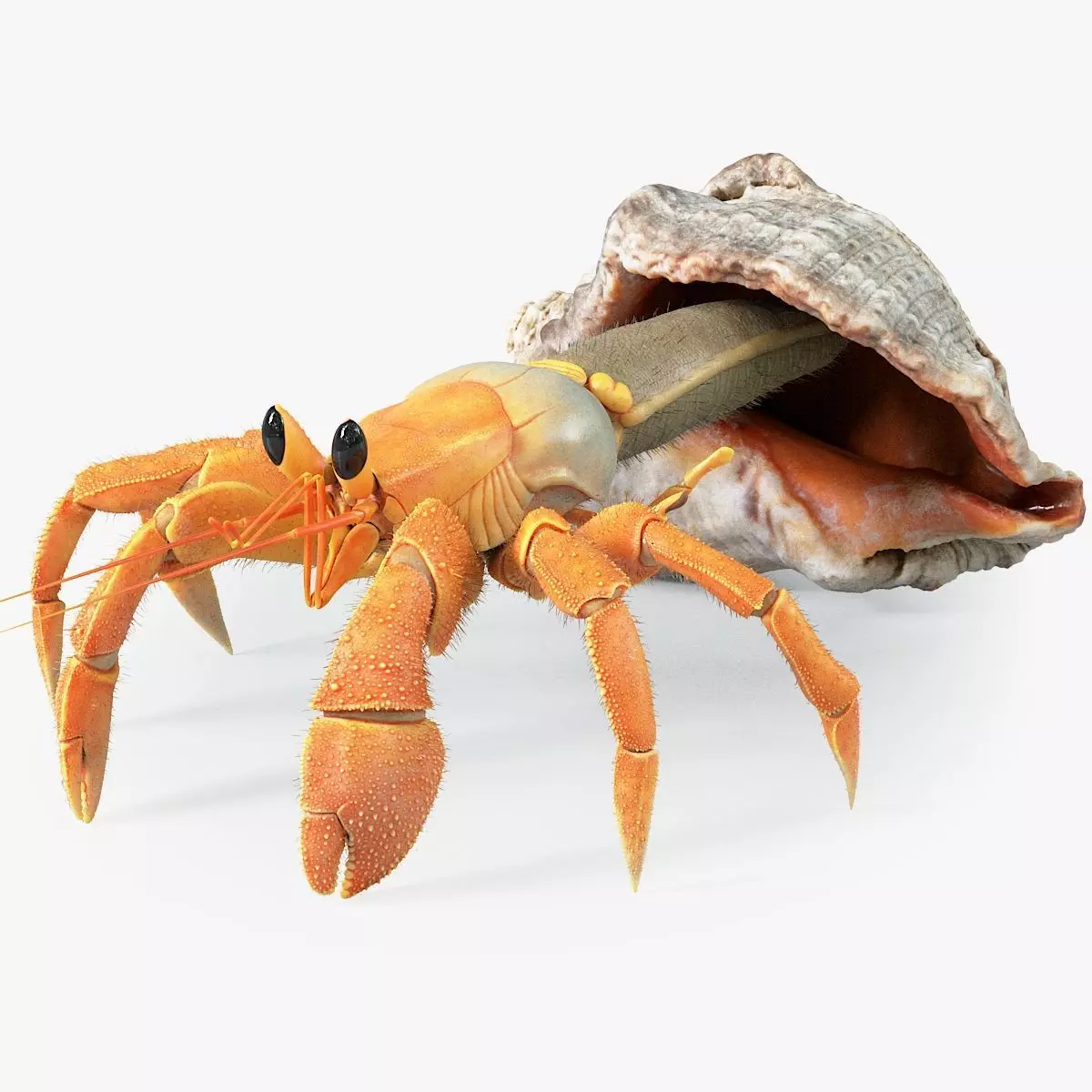 Hermit Crab Static  3D model_0