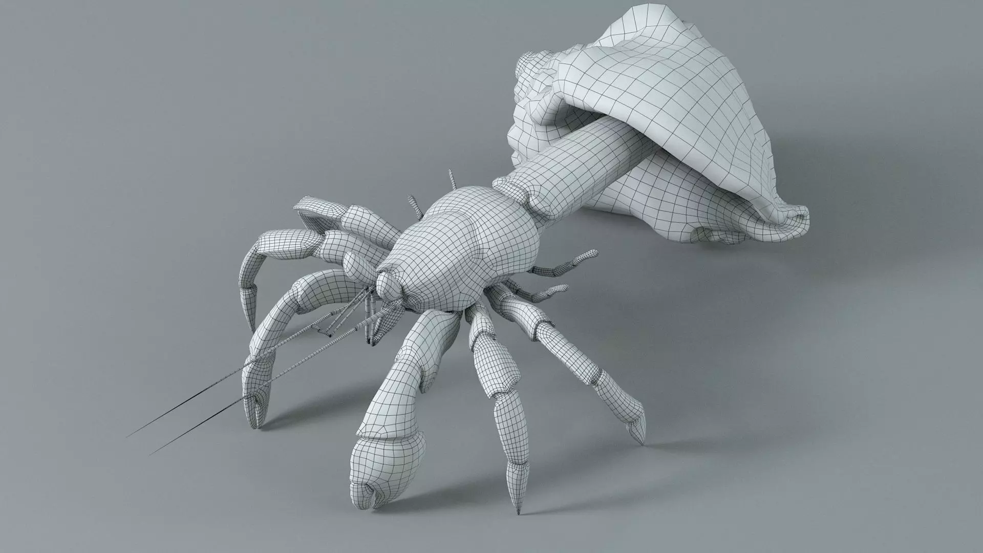 Hermit Crab Static  3D model_23