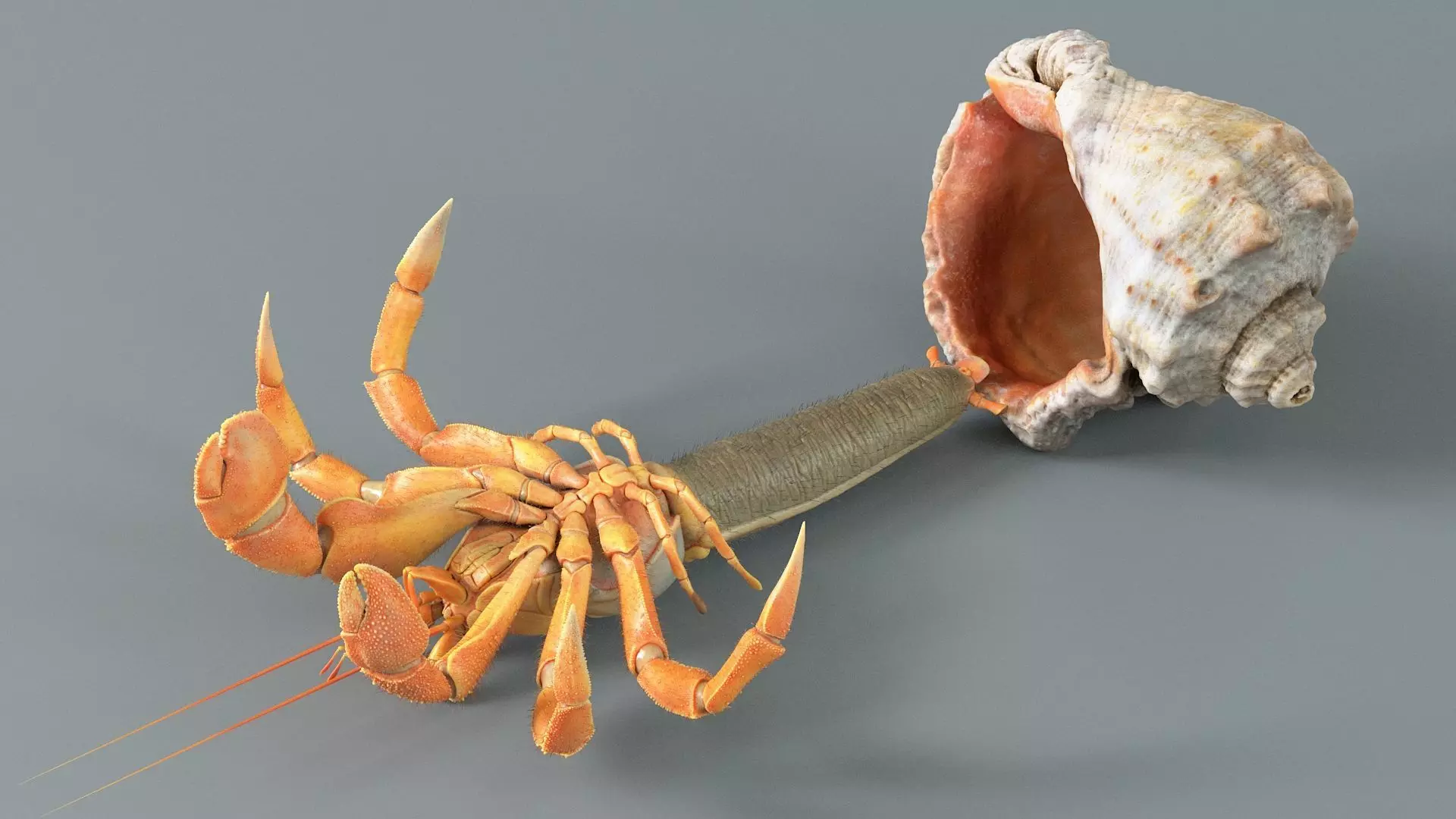 Hermit Crab Static  3D model_8
