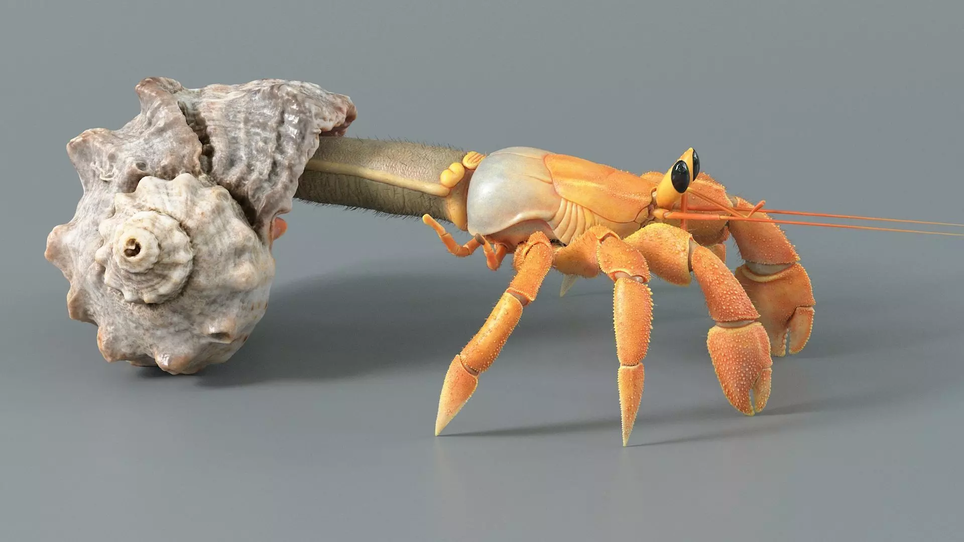 Hermit Crab Static  3D model_3