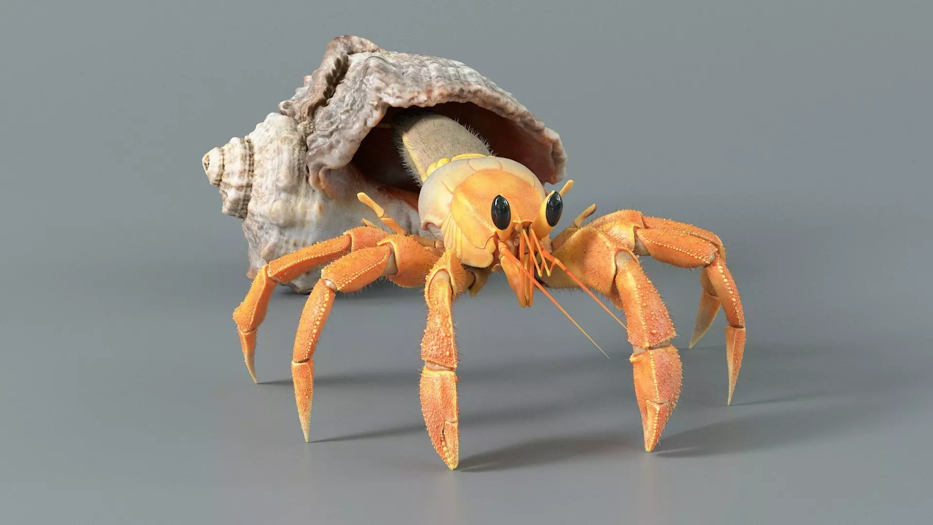 Hermit Crab Static  3D model_2