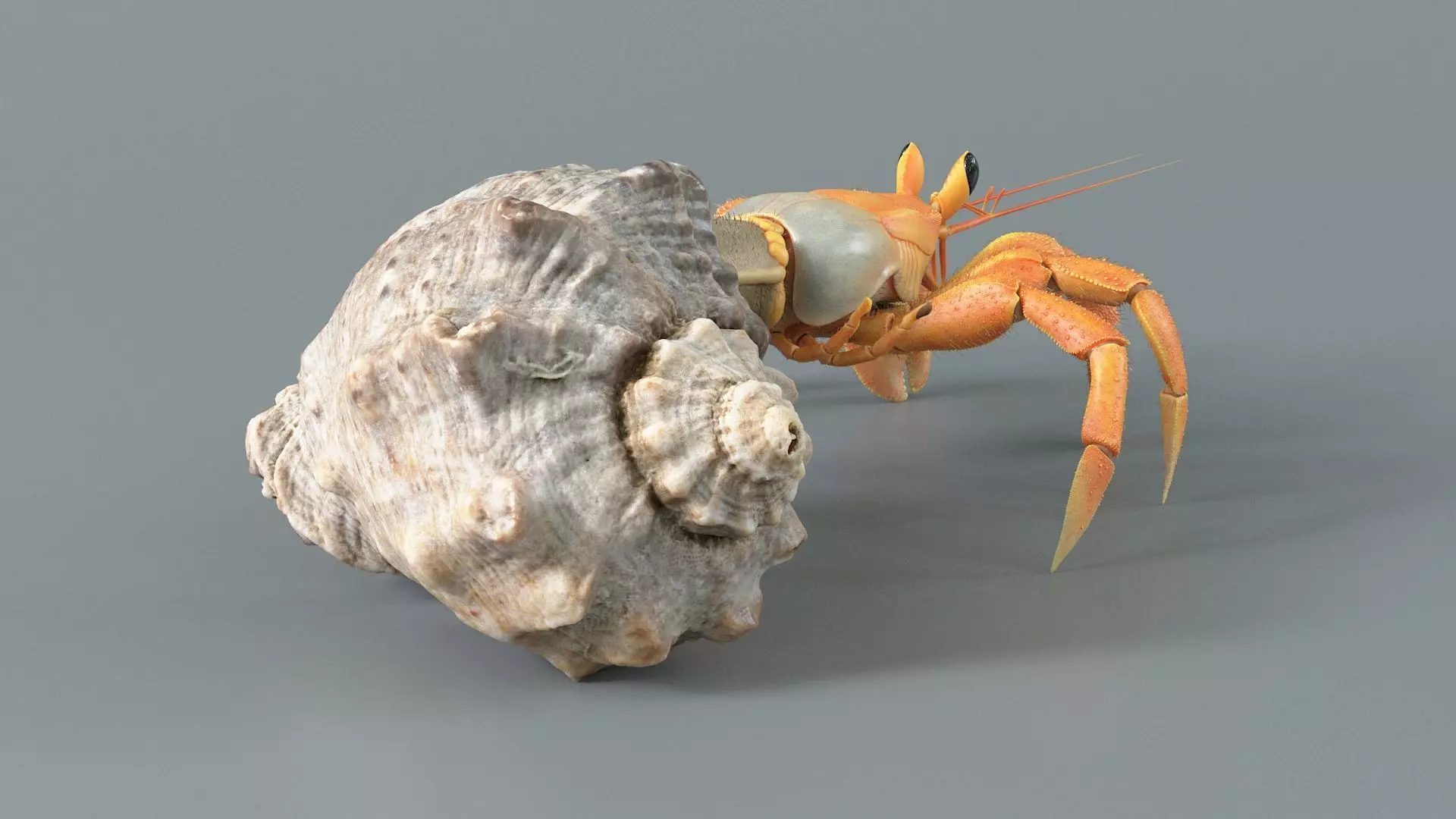 Hermit Crab Static  3D model_4