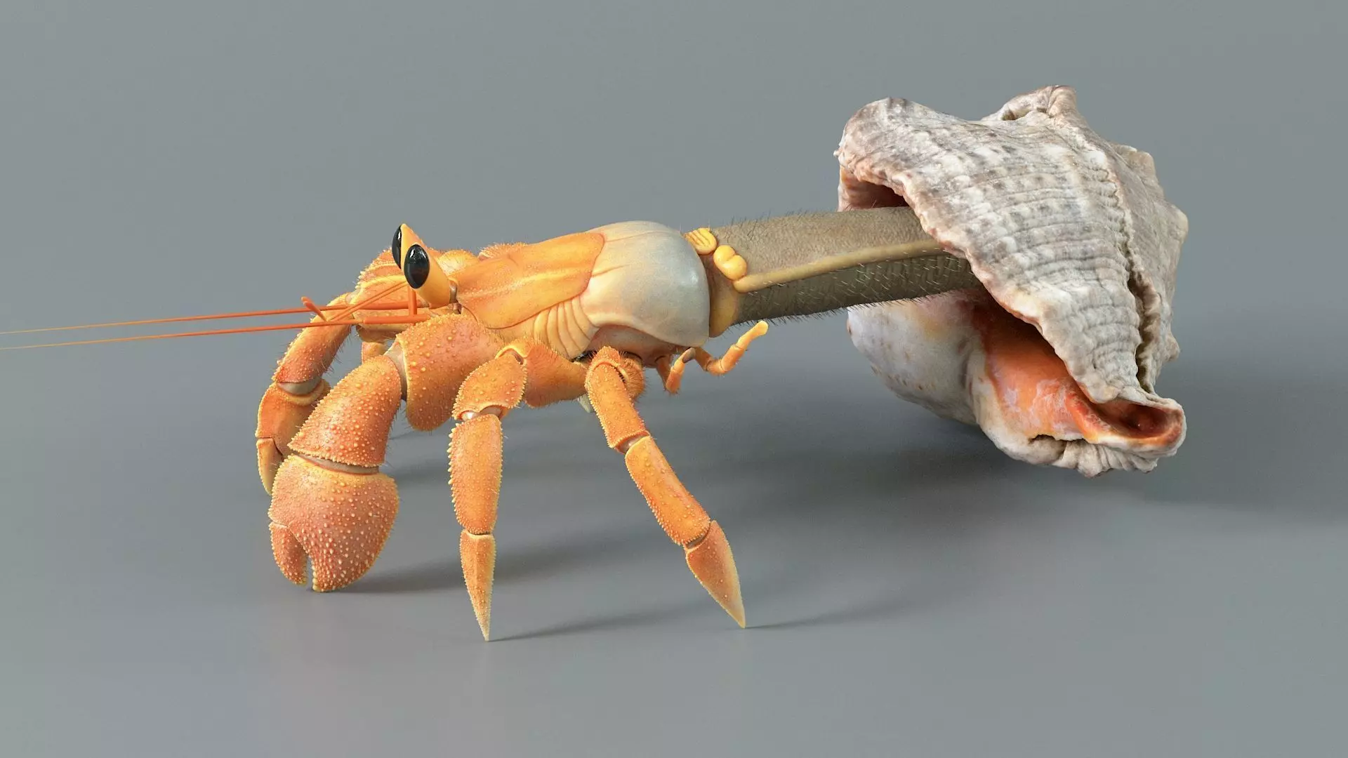 Hermit Crab Static  3D model_6