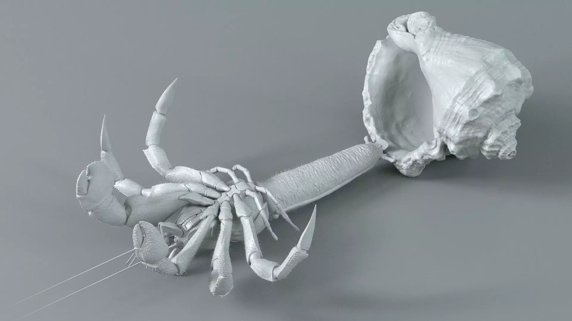 Hermit Crab Static  3D model_16