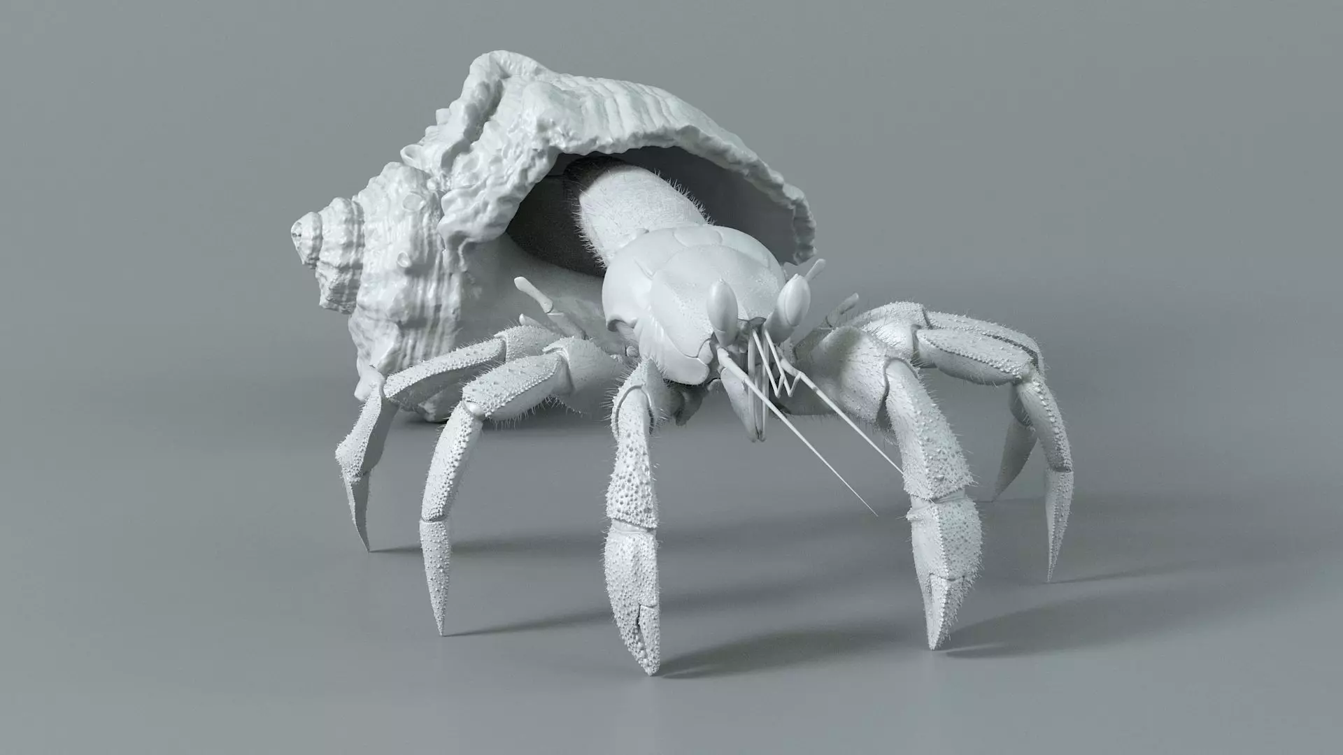 Hermit Crab Static  3D model_10