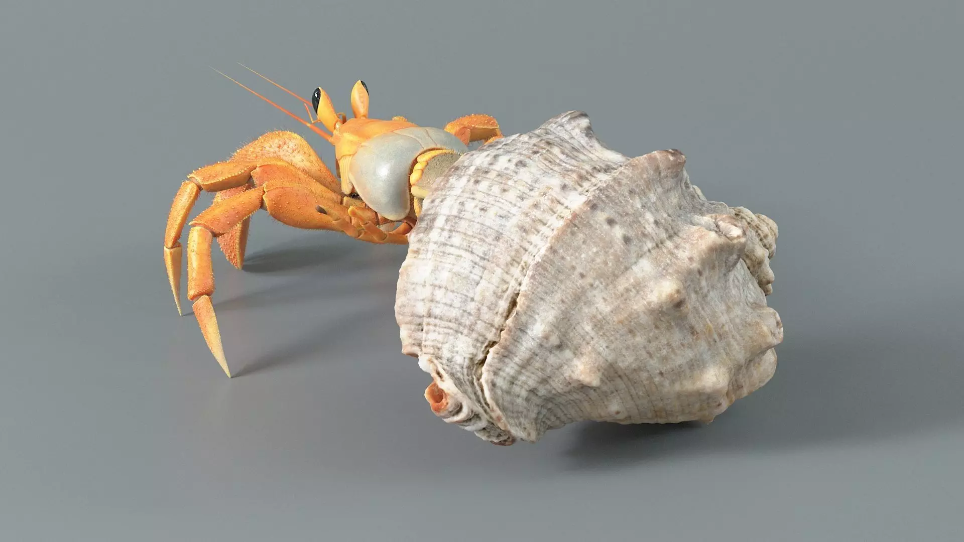 Hermit Crab Static  3D model_5