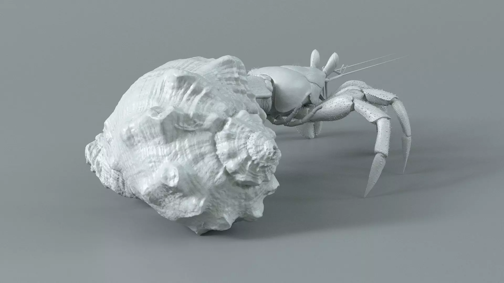 Hermit Crab Static  3D model_12