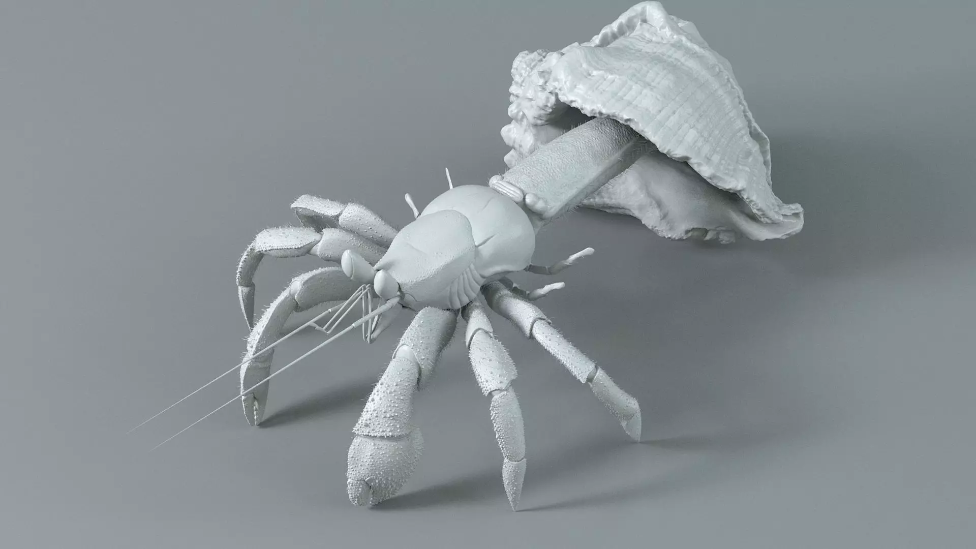 Hermit Crab Static  3D model_15