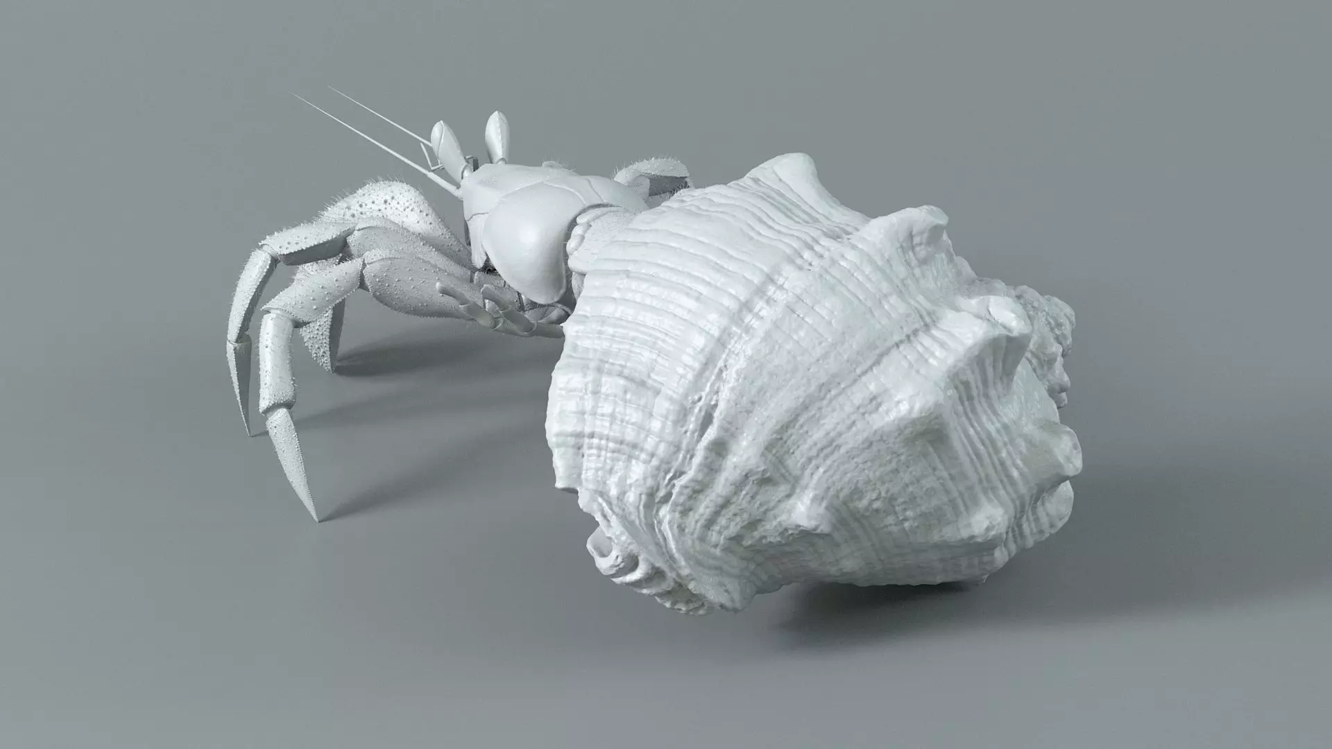 Hermit Crab Static  3D model_13