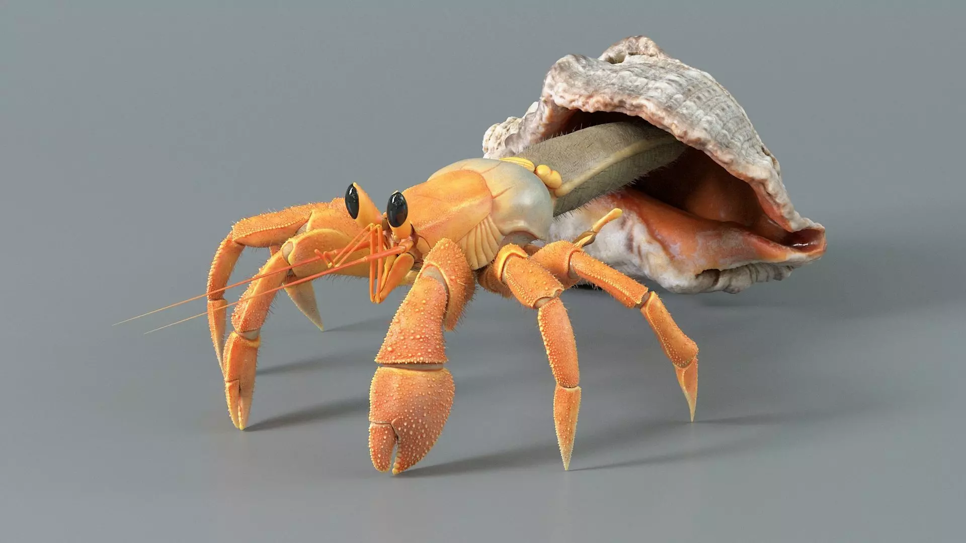 Hermit Crab Static  3D model_1