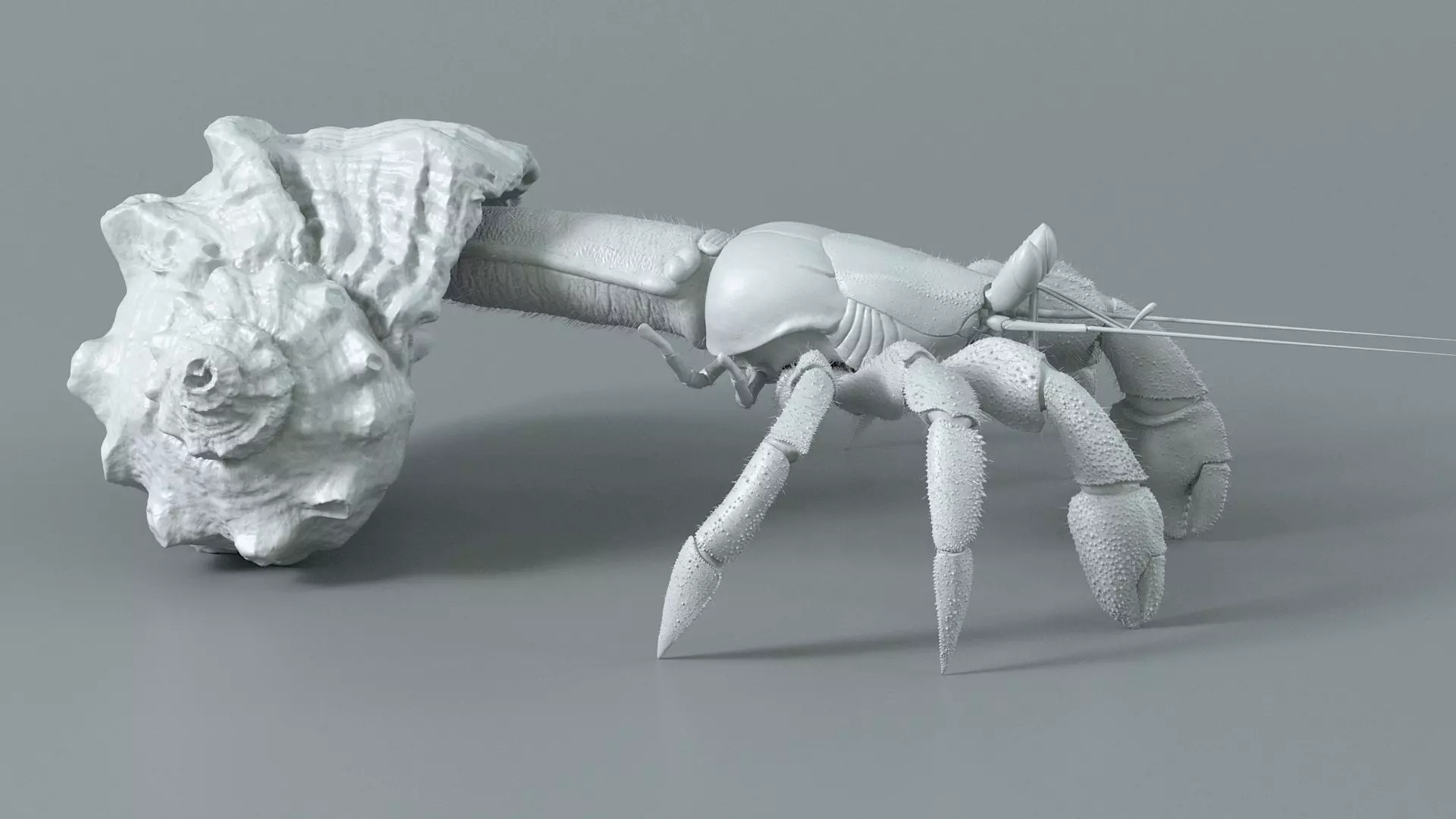 Hermit Crab Static  3D model_11