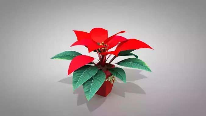 Poinsettia Parrot Beak Plant