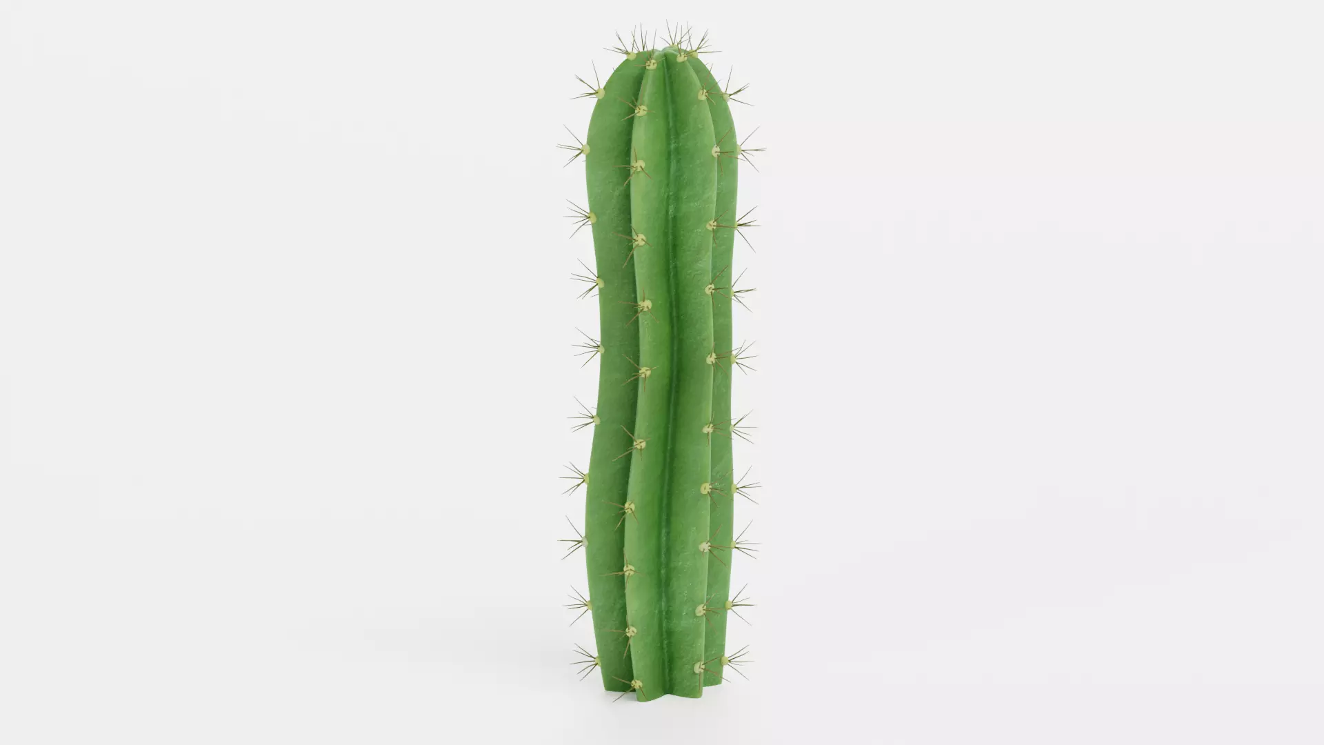 -Cactuses- Low-poly 3D model_9
