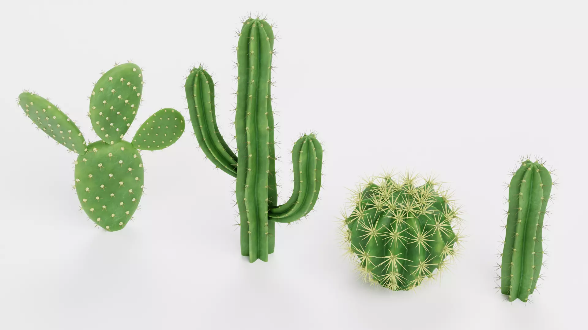 -Cactuses- Low-poly 3D model_4