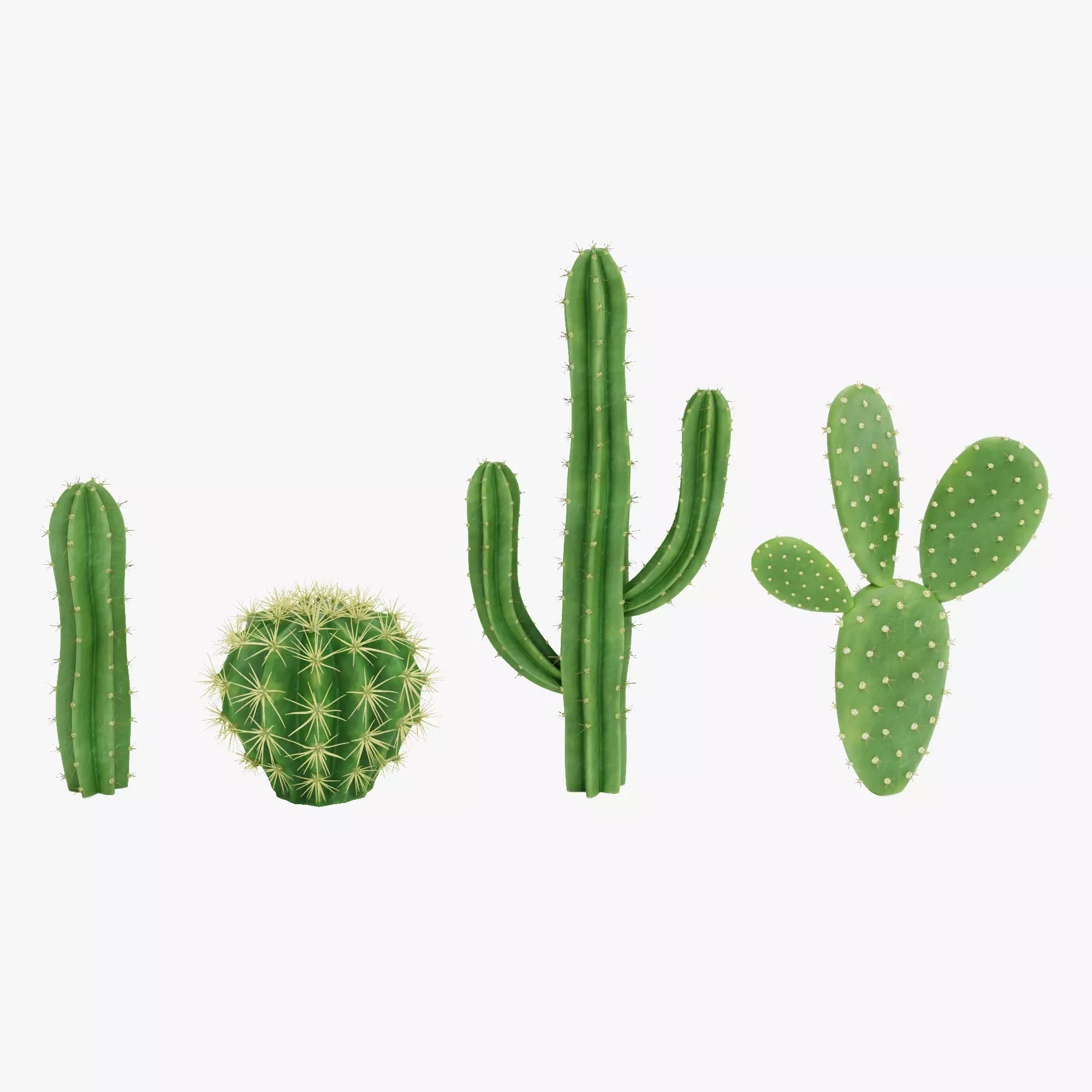 -Cactuses- Low-poly 3D model_31