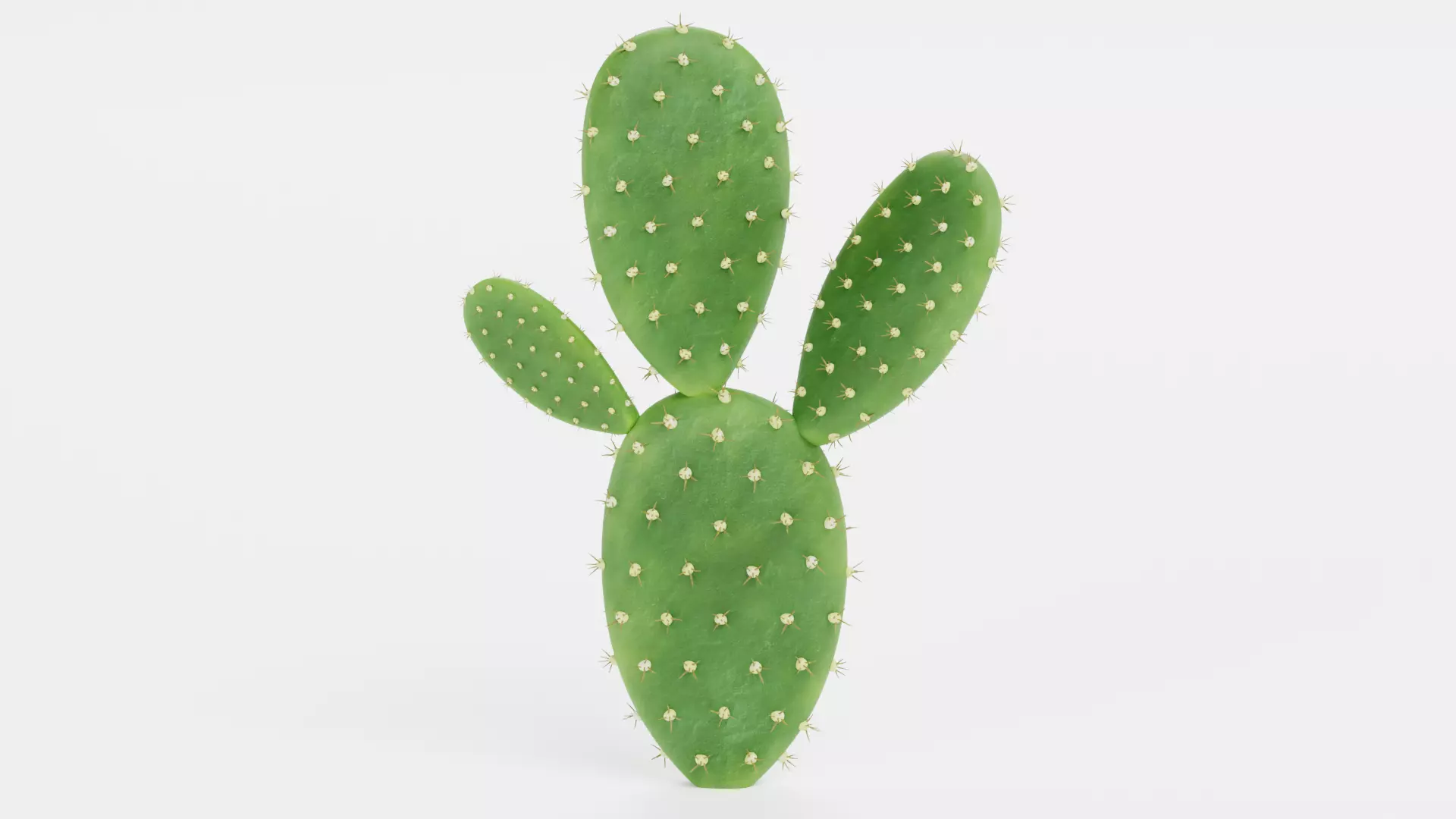 -Cactuses- Low-poly 3D model_10