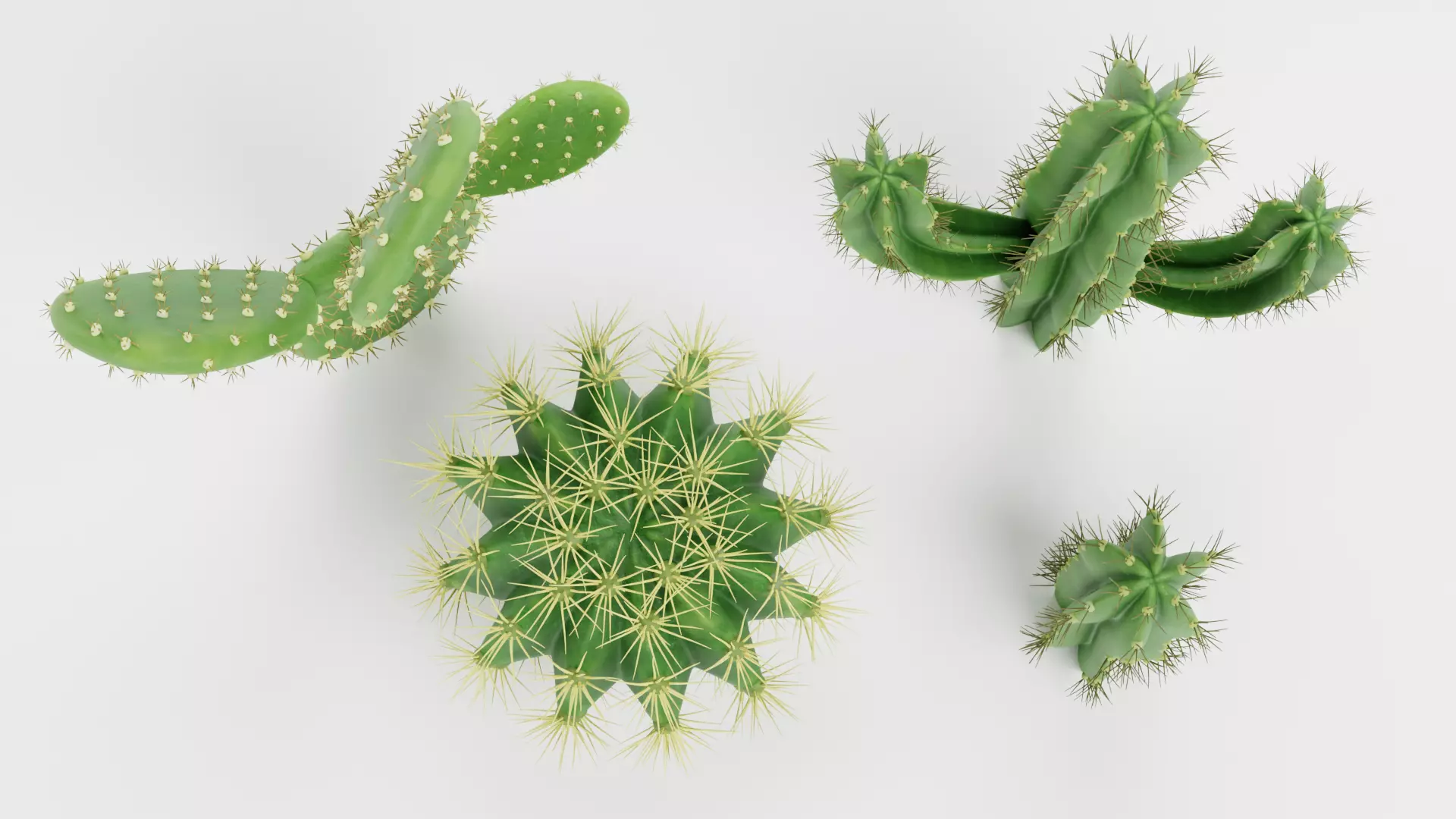 -Cactuses- Low-poly 3D model_5