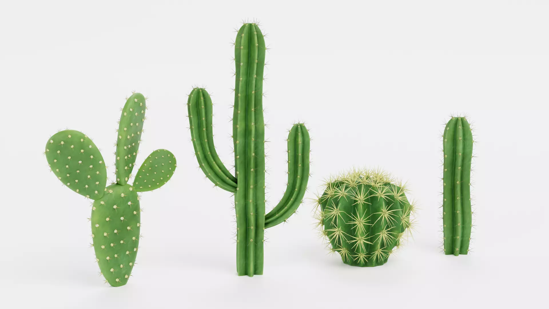 -Cactuses- Low-poly 3D model_3