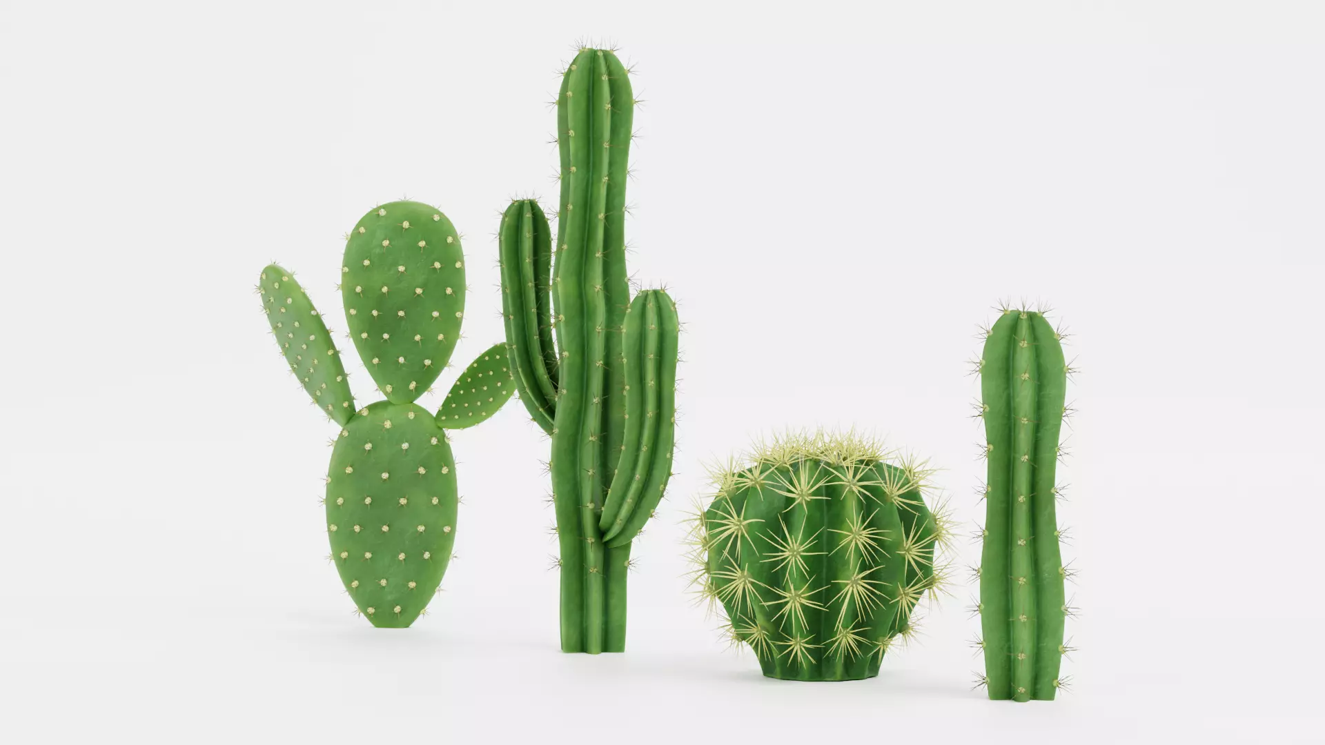 -Cactuses- Low-poly 3D model_2
