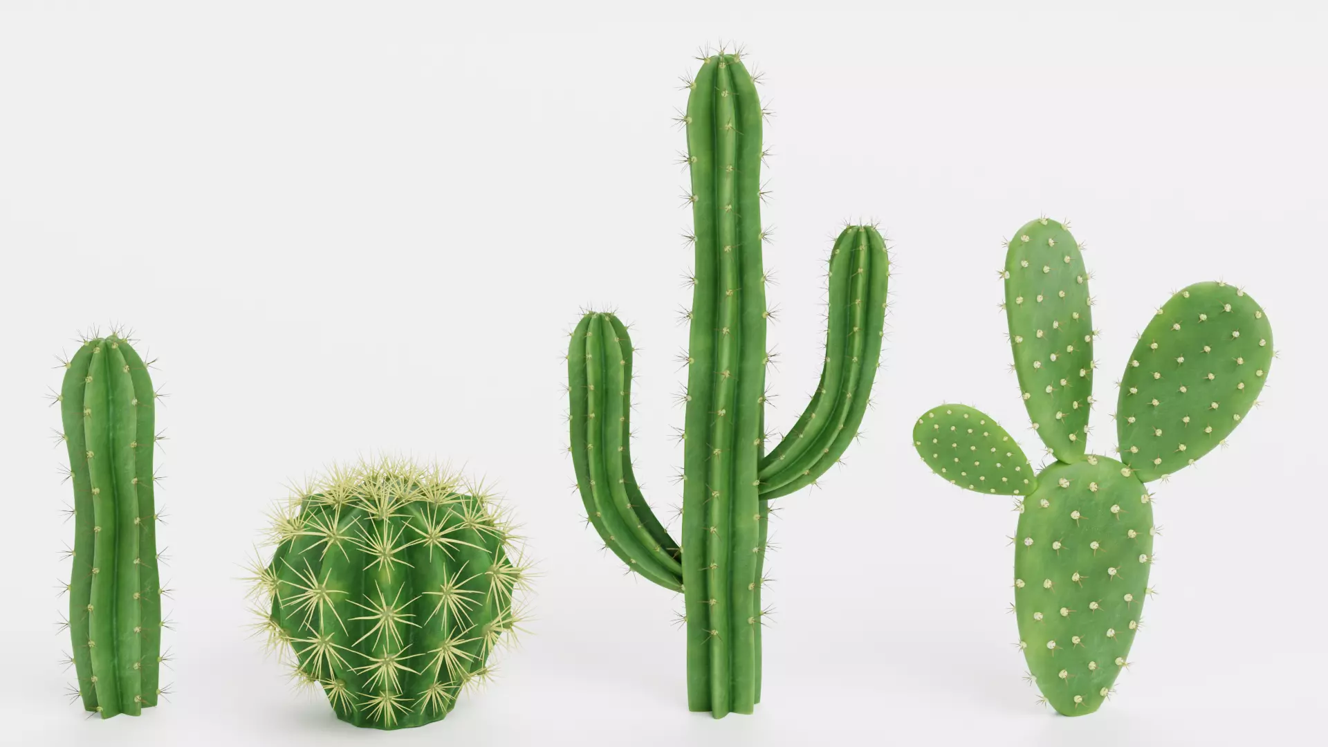 4 Realistic Cacti - Cactus Collection 3D model