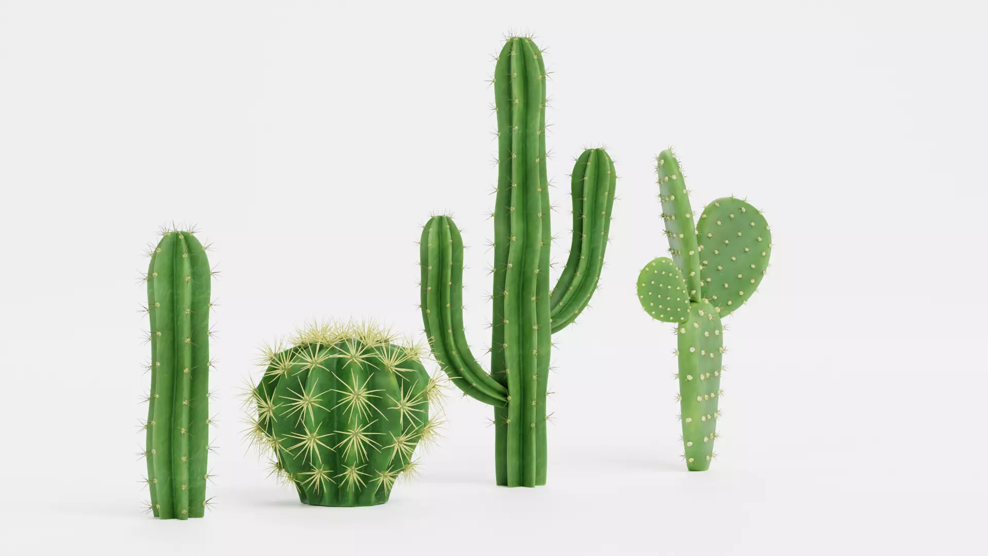 -Cactuses- Low-poly 3D model_1