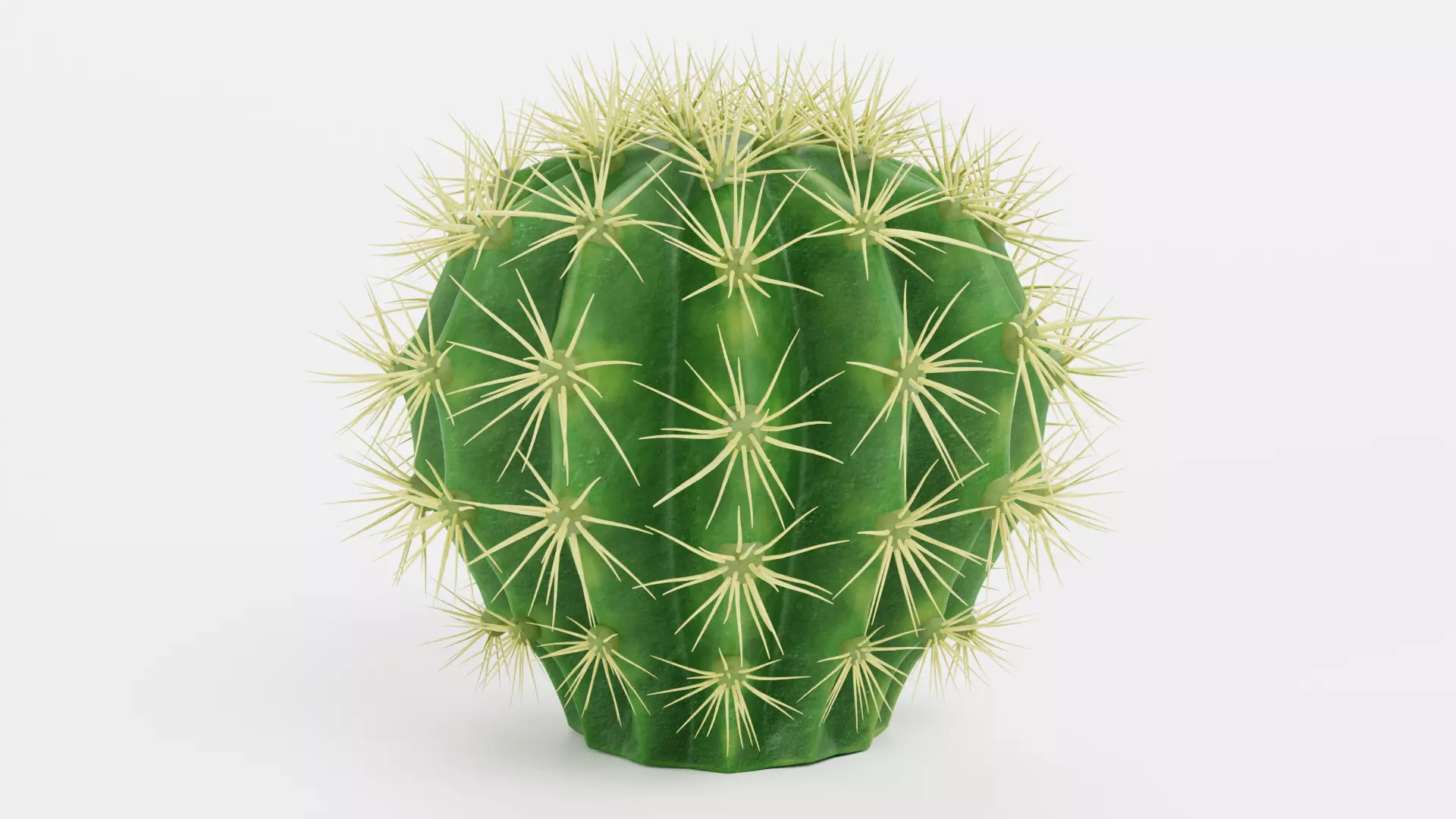 -Cactuses- Low-poly 3D model_6