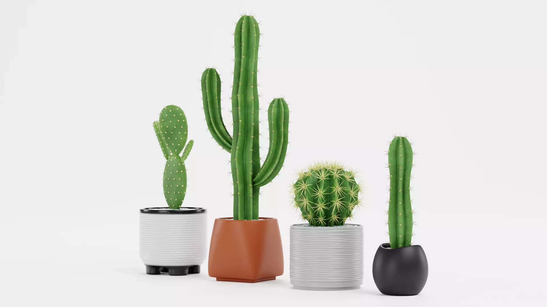 -Cactuses in Pots- Low-poly 3D model_2
