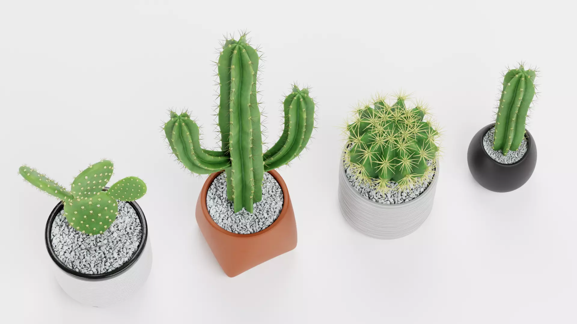 -Cactuses in Pots- Low-poly 3D model_4