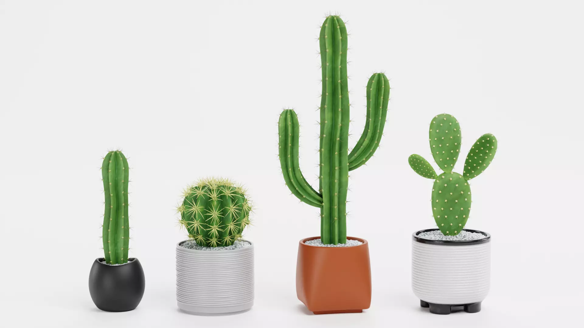 -Cactuses in Pots- Low-poly 3D model_0